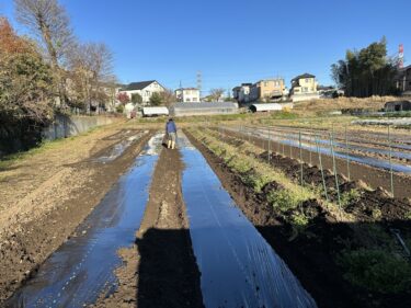 2022年12月15日(木)の作業記録 (玉ねぎ用のマルチ張り作業、玉ねぎの定植作業)