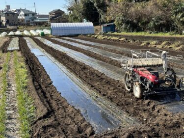 2022年12月16日(金)の作業記録 (玉ねぎの定植作業、玉ねぎ移植機不調、芋茎の皮剥き作業)