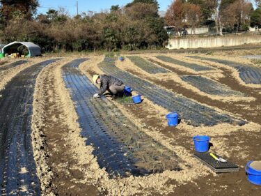 2022年12月20日(火)の作業記録 (玉ねぎの定植作業、移植機の不具合の原因となっていたパーツを取り外し移植機を使用)