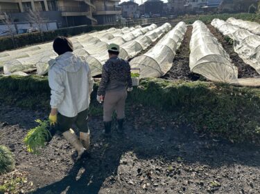 2022年12月22日(木)の作業記録 (午前中は雨のため畑作業は中止、午後は主に収穫作業)
