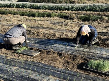 2022年12月27日(火)の作業記録 (玉ねぎの定植作業、ちぢみほうれん草と二十日大根が今季初収穫)