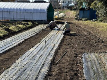 2023年1月11日(水)の作業記録 (玉ねぎの定植作業終了、玉ねぎマルチの風対策作業)