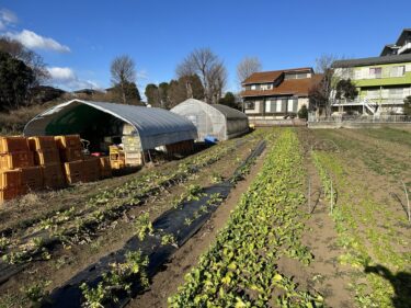 2023年1月25日(水)の作業記録 (畑見回りのみ、他は室内で作業を行いました)