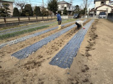 2023年1月30日(月)の作業記録 (収穫作業メイン、玉ねぎマルチ剥がれ防止対策作業完了)