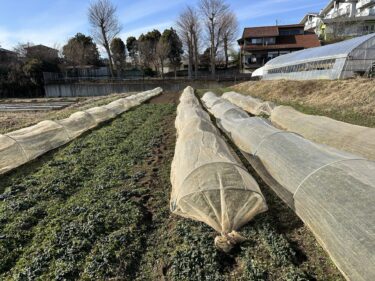 2023年2月15日(水)の作業記録 (ちぢみほうれん草の鳥害対策作業、吉岡さん畑で石拾い作業)