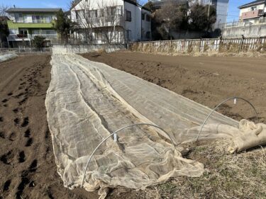 2023年2月17日(金)の作業記録 (ほうれん草の鳥害対策作業、ニンニクとらっきょうの畝間の除草作業)