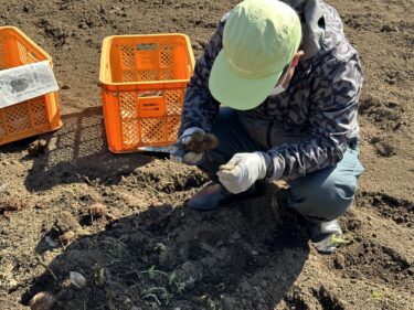 2023年2月27日(月)の作業記録 (玉ねぎの追肥作業、牛糞堆肥40l×25袋購入)