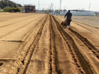 2023年3月9日(木)の作業記録 (ジャガイモ切りと草木灰付け作業、小溝畑で土寄せ機を使いジャガイモ植え付け用の溝掘り作業)