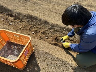 2023年3月15日(水)の作業記録 (ジャガイモの植え付け作業)