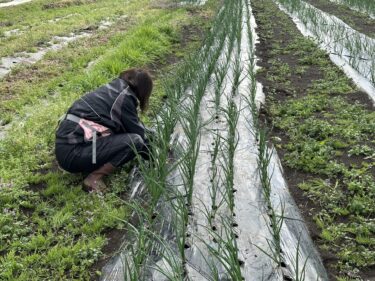 2023年3月28日(火)の作業記録 (枝豆の播種作業、ブロッコリー撤去作業、アーチ支柱片付け、玉ねぎ畝除草作業)