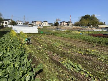 2023年4月3日(月)の作業記録 (玉ねぎ畝除草作業、鈴木さん畑の除草作業、小松菜畝の撤去作業)