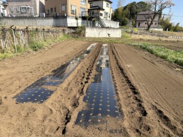 2023年4月4日(火)の作業記録 (竹の子初収穫、玉ねぎ畝周り除草、防虫ネット片付け、マルチ剥がし、マルチ張り等)