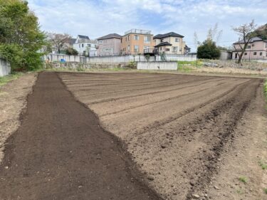 2023年4月5日(水)の作業記録 (春菊・ほうれん草が今季最終収穫、玉ねぎ畝除草、ちぢみほうれん草畝除草、トラクター耕耘作業等)