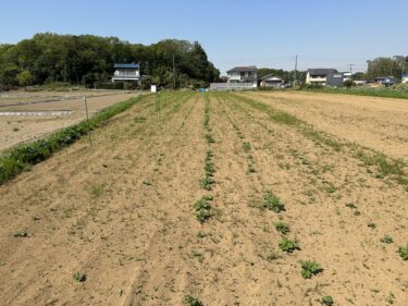 2023年4月10日(月)の作業記録 (収穫作業メイン、各ビニールハウス内水やり作業、ローリータンク清掃準備)