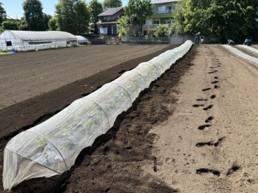 2023年4月27日(木)の作業記録 (ジャガイモ畝周りの除草と芽かき作業、枝豆の定植作業)