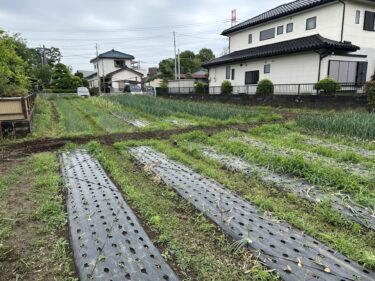 2023年5月8日(月)の作業記録 (除草作業、室内ミーティング作業)