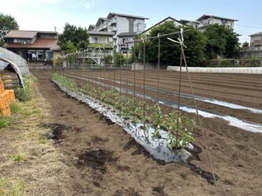 2023年5月11日(木)の作業記録 (ミニトマトの定植作業、里芋の植え付け作業、玉ねぎ畝周りの除草作業)