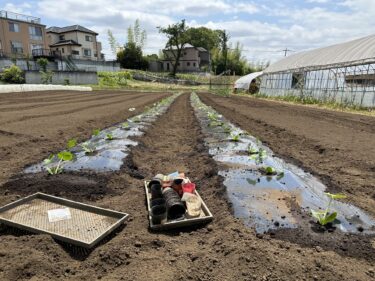 2023年5月12日(金)の作業記録 (里芋の植え付けとズッキーニの定植作業、除草作業、トラクター耕耘作業)