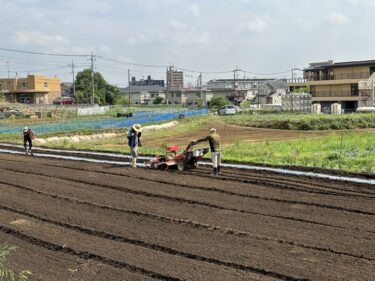 2023年5月30日(火)の作業記録 (肥料撒き、トラクター耕耘作業、インゲン類のマルチ張り作業、らっきょう畝周りの除草作業)