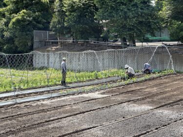 2023年6月5日(月)の作業記録 (人参間引き作業、つるありインゲンの定植作業、ゴーヤとキュウリのネット張り作業、茄子類の支柱立てバンド張り作業)