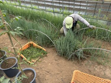 2023年6月9日(金)の作業記録 (長ネギ苗床の除草追肥作業、鉢植えミニトマトの芽かき誘引作業、二輪車のタイヤ交換作業)