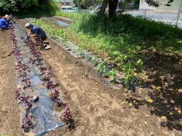 2023年6月13日(火)の作業記録 (しそ類の定植作業)