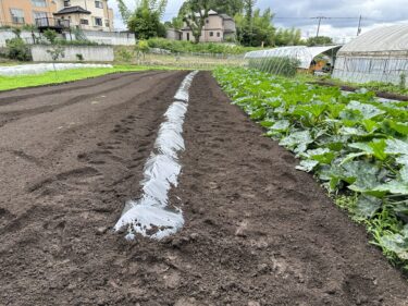 2023年6月15日(木)の作業記録 (午前中のみの作業、ツルムラサキのマルチ張り作業、さつま芋用の畝作り作業)