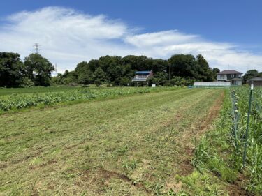 2023年6月16日(金)の作業記録 (さつま芋の定植作業、ツルムラサキ・オカヒジキの播種作業、小溝畑・鈴木さん畑の除草作業)