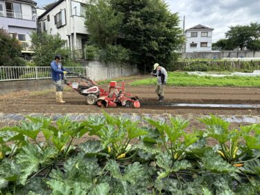 2023年6月20日(火)の作業記録 (ニンニク・らっきょうの今季初収穫作業、オクラと落花生の畝作り作業、ツルムラサキの播種作業、落花生の定植作業)