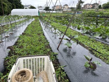 2023年6月22日(木)の作業記録 (水茄子の剪定誘引作業、空芯菜・モロヘイヤの播種作業、ミニトマト芽かき誘引作業)