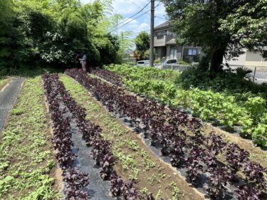 2023年6月29日(木)の作業記録 (収穫作業メイン)