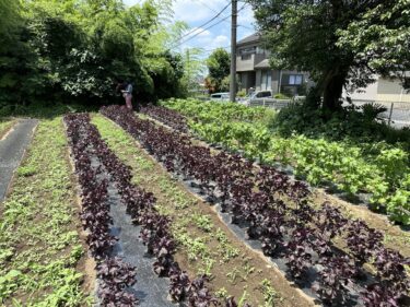 2023年6月29日(木)の作業記録 (収穫作業メイン)