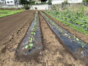 2023年6月30日(金)の作業記録 (節なりキュウリ定植作業)