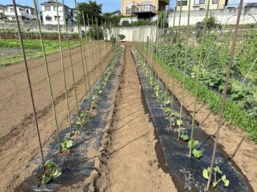 2023年7月3日(月)の作業記録 (成平インゲン・長茄子が今季初収穫、除草作業、節なりキュウリの支柱立て作業)