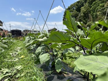 2023年7月4日(火)の作業記録 (茄子の剪定誘引作業、除草作業)