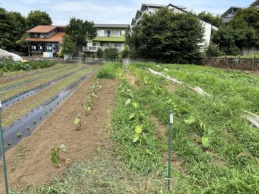 2023年7月7日(金)の作業記録 (緑茄子が今季初収穫、除草作業、ピーマンと茄子類の剪定誘引作業、小型耕運機のリコイルスターター修理完了)