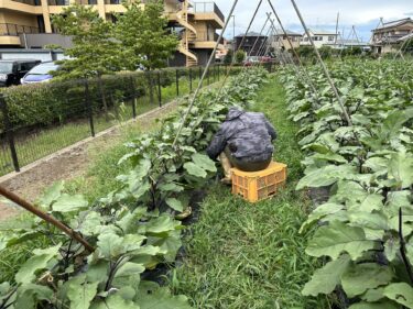 2023年7月13日(木)の作業記録 (収穫作業メイン、小溝畑の除草作業)