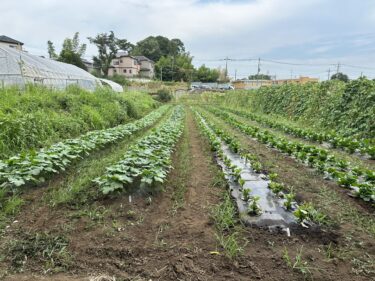 2023年7月19日(水)の作業記録 (小溝畑や斉藤さん畑等をハンマーナイフモアで除草、インゲンの追肥作業)