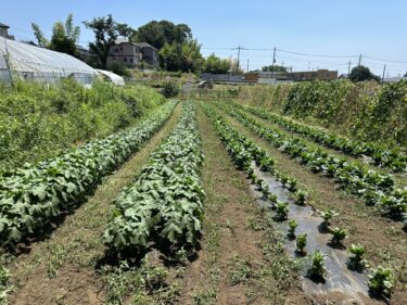 2023年7月26日(水)の作業記録 (AM時間帯のみの作業、収穫作業メイン)