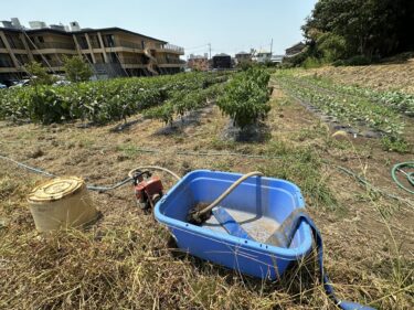 2023年7月27日(木)の作業記録 (収穫作業メイン、斉藤さんの最下段畑の除草等)