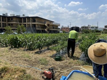 2023年7月28日(金)の作業記録 (斉藤さんの最下段畑の作物に追肥と水やり作業)