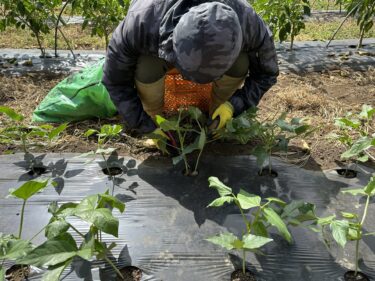 2023年7月31日(月)の作業記録 (斉藤さんの最下段畑で水やり作業、赤飯ささげの間引き作業)