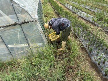 2023年8月9日(水)の作業記録 (玉ねぎの選別作業、モロヘイヤ畝周りの除草作業)