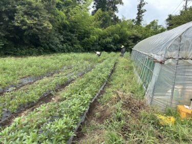 2023年8月16日(水)の作業記録 (AM時間帯のみの作業、鈴木さん畑の除草等)