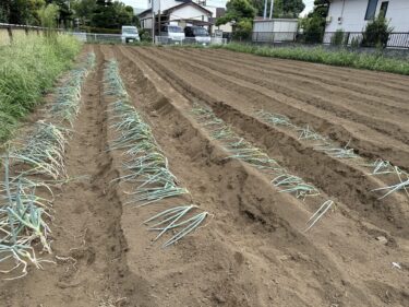 2023年8月21日(月)の作業記録 (長ネギ用の溝掘り作業、長ネギの定植作業)