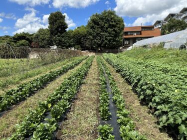 2023年8月24日(木)の作業記録 (除草作業メイン)