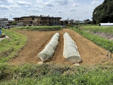 2023年8月30日(水)の作業記録 (里芋畝周りの除草作業、落花生の追肥土寄せネット掛け作業)