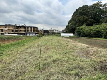 2023年9月6日(水)の作業記録 (AM時間帯のみの作業、オクラとツルムラサキの追肥作業、除草作業)