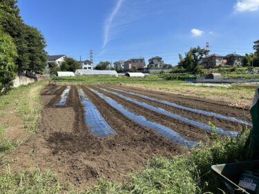 2023年9月13日(水)の作業記録 (早どり大根とホーム玉ねぎ用にマルチ張り作業)