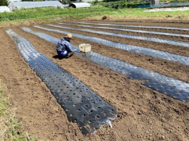 2023年9月14日(木)の作業記録 (ホーム玉ねぎの定植作業)